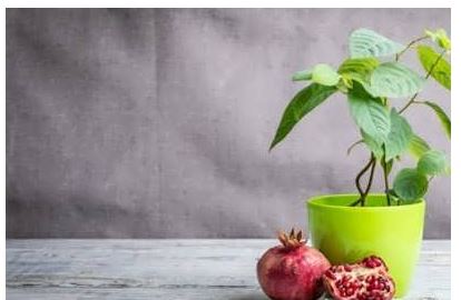 سبزه انار؛ از کاشت تا برداشت
