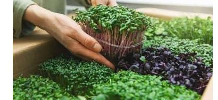 سبزه انار؛ از کاشت تا برداشت