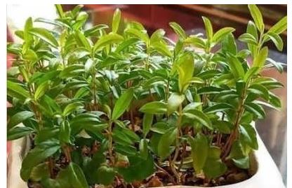 سبزه انار؛ از کاشت تا برداشت