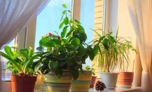 طبیعی و خوشبو: راهکارهایی ساده برای خوشبو کردن خانه