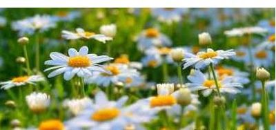 مربای بابونه: یک دسر سنتی با خواص شگفت‌انگیز