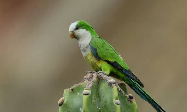 انواع پرندگان سخنگو؛ زیبا و باهوشترین دوستان انسان