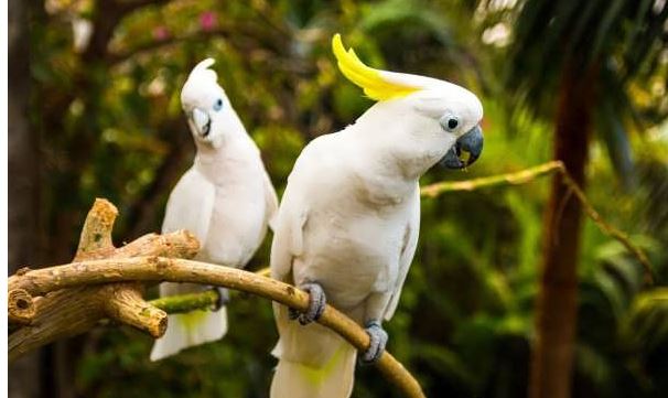 انواع پرندگان سخنگو؛ زیبا و باهوشترین دوستان انسان