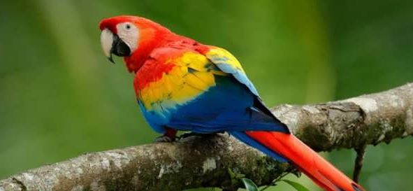 انواع پرندگان سخنگو؛ زیبا و باهوشترین دوستان انسان