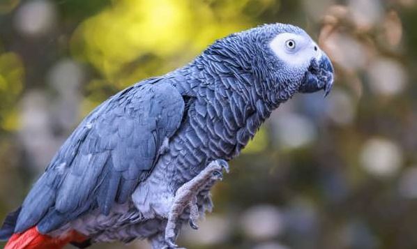 انواع پرندگان سخنگو؛ زیبا و باهوشترین دوستان انسان