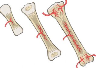 رشد استخوان چگونه انجام می‌شود؟ نگاهی علمی و ساده به شکل‌گیری اسکلت بدن