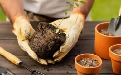 گیاه پژمرد بعد از تعویض گلدان؟ دلیل و راهحل کامل