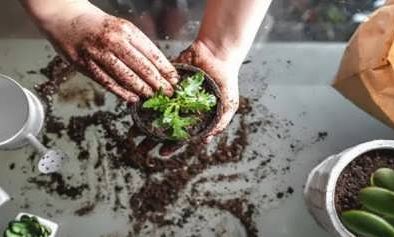 گیاه پژمرد بعد از تعویض گلدان؟ دلیل و راهحل کامل