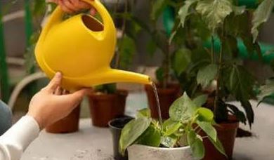 گیاه پژمرد بعد از تعویض گلدان؟ دلیل و راهحل کامل