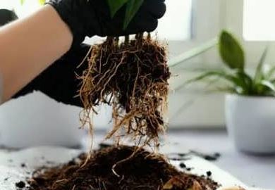 گیاه پژمرد بعد از تعویض گلدان؟ دلیل و راهحل کامل