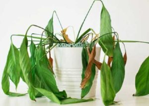 گیاه پژمرد بعد از تعویض گلدان؟ دلیل و راه‌حل کامل