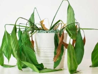 گیاه پژمرد بعد از تعویض گلدان؟ دلیل و راه‌حل کامل